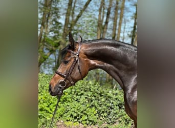 Holsteiner, Merrie, 6 Jaar, 167 cm, Donkerbruin
