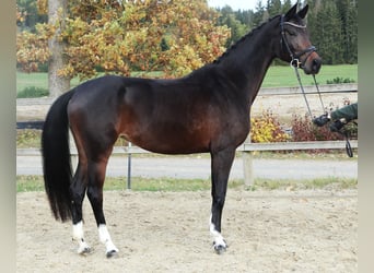 Holsteiner, Merrie, 6 Jaar, 167 cm, Zwartbruin