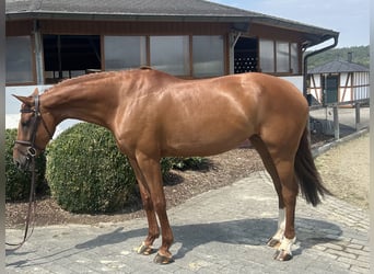 Holsteiner, Merrie, 6 Jaar, 168 cm, Vos