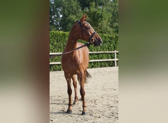 Holsteiner, Merrie, 6 Jaar, 168 cm, Vos
