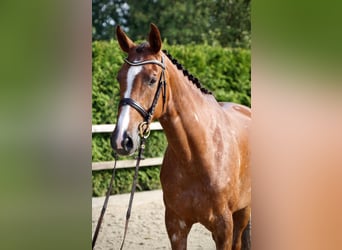 Holsteiner, Merrie, 6 Jaar, 168 cm, Vos