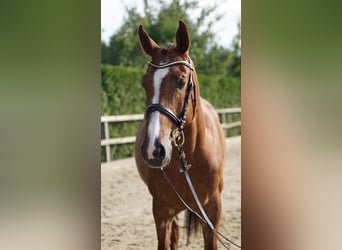 Holsteiner, Merrie, 6 Jaar, 168 cm, Vos