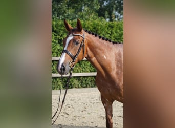 Holsteiner, Merrie, 6 Jaar, 168 cm, Vos