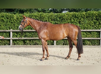 Holsteiner, Merrie, 6 Jaar, 168 cm, Vos