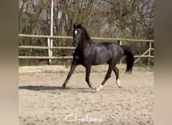 Holsteiner, Merrie, 6 Jaar, 168 cm, Zwart