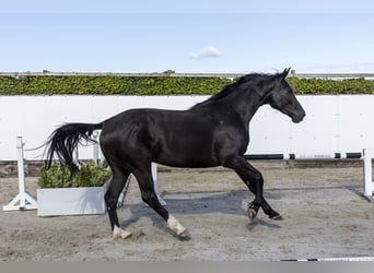 Holsteiner, Merrie, 6 Jaar, 168 cm, Zwartbruin