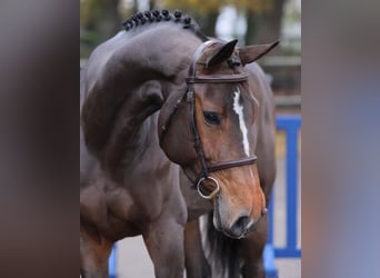 Holsteiner, Merrie, 6 Jaar, 169 cm, Donkerbruin