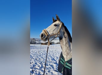 Holsteiner, Merrie, 6 Jaar, 170 cm, Appelschimmel