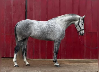 Holsteiner, Merrie, 6 Jaar, 170 cm, Appelschimmel