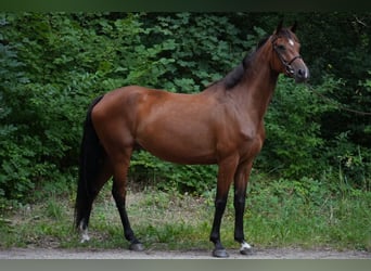 Holsteiner, Merrie, 6 Jaar, 170 cm, Bruin