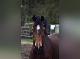 Holsteiner, Merrie, 6 Jaar, 170 cm, Bruin