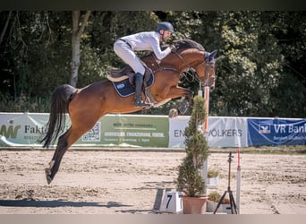 Holsteiner, Merrie, 6 Jaar, 170 cm, Bruin