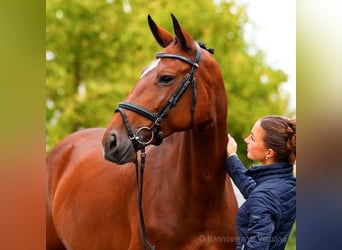 Holsteiner, Merrie, 6 Jaar, 170 cm, Bruin