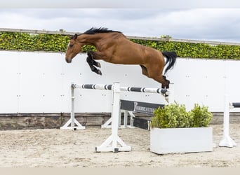 Holsteiner, Merrie, 6 Jaar, 170 cm, Bruin