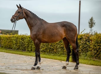 Holsteiner, Merrie, 6 Jaar, 170 cm, Donkerbruin