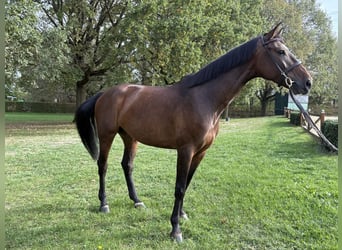 Holsteiner, Merrie, 6 Jaar, 170 cm, Donkerbruin