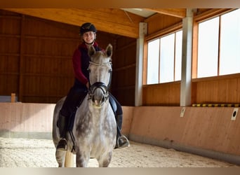 Holsteiner, Merrie, 6 Jaar, 170 cm, Schimmel