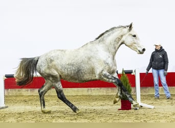 Holsteiner, Merrie, 6 Jaar, 170 cm, Schimmel
