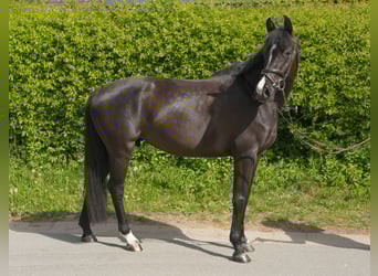 Holsteiner, Merrie, 6 Jaar, 170 cm, Zwart
