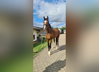 Holsteiner, Merrie, 6 Jaar, 172 cm, Bruin