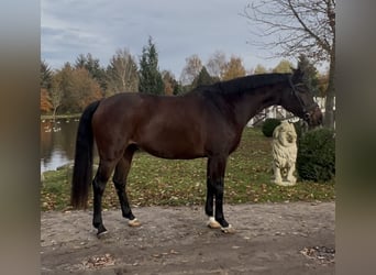 Holsteiner, Merrie, 6 Jaar, 173 cm, Bruin