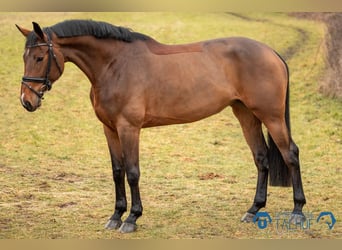 Holsteiner, Merrie, 6 Jaar, 173 cm, Bruin