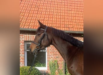 Holsteiner, Merrie, 6 Jaar, 174 cm, Bruin