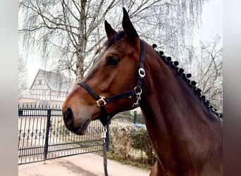 Holsteiner, Merrie, 6 Jaar, 175 cm, Bruin