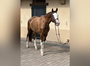 Holsteiner, Merrie, 6 Jaar, 179 cm, Donkere-vos