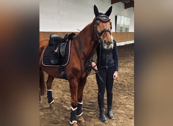 Holsteiner, Merrie, 7 Jaar, 155 cm, Vos