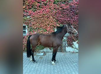 Holsteiner, Merrie, 7 Jaar, 160 cm, Bruin