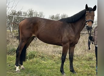 Holsteiner Mix, Merrie, 7 Jaar, 160 cm, Bruin