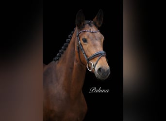 Holsteiner, Merrie, 7 Jaar, 160 cm, Bruin