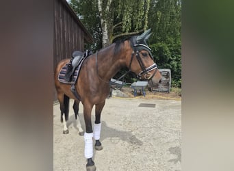 Holsteiner, Merrie, 7 Jaar, 160 cm, Donkerbruin