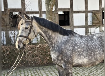 Holsteiner, Merrie, 7 Jaar, 161 cm, Appelschimmel