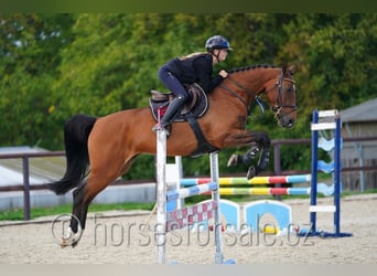 Holsteiner, Merrie, 7 Jaar, 163 cm, Bruin