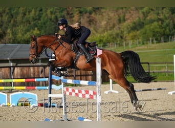 Holsteiner, Merrie, 7 Jaar, 163 cm, Bruin