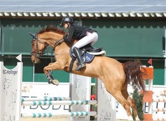 Holsteiner, Merrie, 7 Jaar, 163 cm, Vos