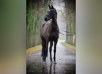 Holsteiner, Merrie, 7 Jaar, 164 cm, Zwartbruin