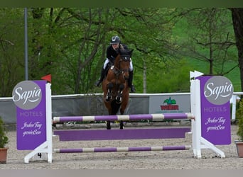 Holsteiner, Merrie, 7 Jaar, 165 cm, Bruin