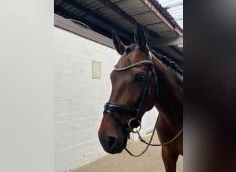 Holsteiner, Merrie, 7 Jaar, 165 cm, Bruin