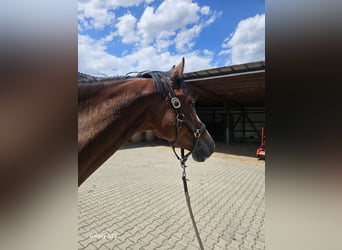 Holsteiner, Merrie, 7 Jaar, 165 cm, Bruin