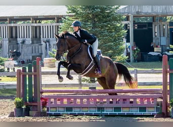 Holsteiner Mix, Merrie, 7 Jaar, 165 cm, Donkerbruin