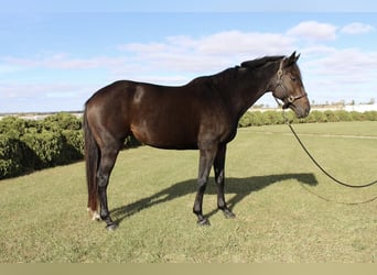 Holsteiner Mix, Merrie, 7 Jaar, 165 cm, Donkerbruin