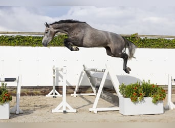 Holsteiner, Merrie, 7 Jaar, 167 cm, Appelschimmel