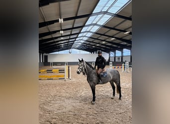 Holsteiner, Merrie, 7 Jaar, 167 cm, Appelschimmel