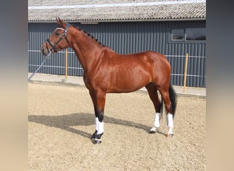 Holsteiner Mix, Merrie, 7 Jaar, 167 cm, Brauner