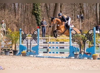 Holsteiner, Merrie, 7 Jaar, 167 cm, Bruin