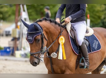 Holsteiner, Merrie, 7 Jaar, 167 cm, Bruin