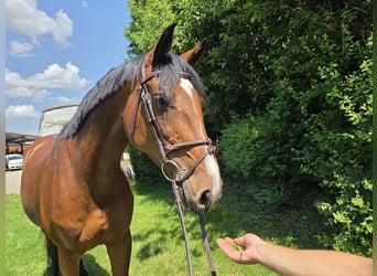 Holsteiner, Merrie, 7 Jaar, 168 cm, Bruin